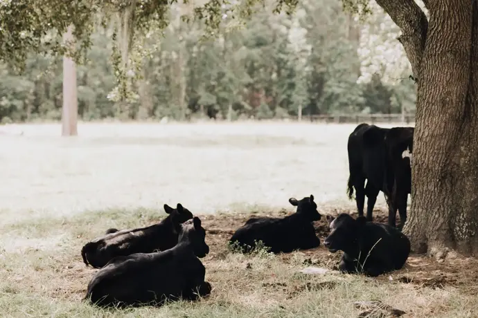 Discover the Charm of the Farm